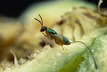 Fig Wasp (Idarnes sp) female with long ovipositor, Barro Colorado Island, Panama