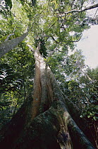 Fig (Ficus sp), Barro Colorado Island, Panama