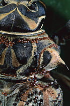 Harlequin Beetle (Acrocinus longimanus) with pseudoscorpion and an abundance of red mites, Barro Colorado Island, Panama
