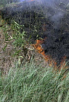 Fodder Cane (Saccharum spontaneum), invasive species being burned thus preventing trees from replacing it, Barro Colorado Island, Panama