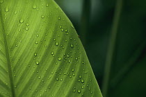 Leaf with water drops, Barro Colorado Island, Panama