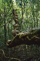 Liana in rainforest, Barro Colorado Island, Panama