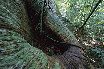Kapok (Ceiba sp) tree with water-filled hole, Barro Colorado Island, Panama