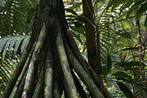 Walking Palm (Socratea exorrhiza) stilt roots, Barro Colorado Island, Panama