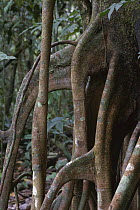 Cecropia (Cecropia sp) stilt roots, Barro Colorado Island, Panama