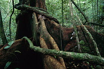 Suicide Tree (Tachigali versicolor) buttress roots, Barro Colorado Island, Panama