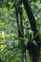 Bromeliad (Werauhia gladioliflora) epiphyte, Barro Colorado Island, Panama
