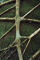 Fig (Ficus sp) root pattern on host tree, Barro Colorado Island, Panama