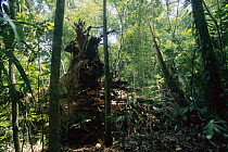 Fig (Ficus sp) that has fallen opens a space that starts race between thousands of seedlings and saplings, Barro Colorado Island, Panama
