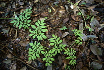 Serjania (Serjania sp) runner puts out compound leaves alternately to avoid overlap, Barro Colorado Island, Panama