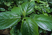 Gesneria (Chrysothemis friedrichsthaliana) arranges its few leaves in a rosette close to the ground to avoid overlap, Barro Colorado Island, Panama