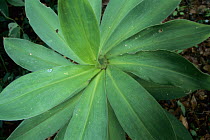 Spiral Ginger (Costus pulverulentus) leaves, Barro Colorado Island, Panama