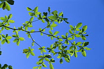 Tropical Almond (Terminalia amazonica) sapling carries its leaves in layers, Barro Colorado Island, Panama