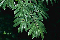 Baboonwood (Virola surinamensis) shaded leaves which are flat and horizontal, Barro Colorado Island, Panama