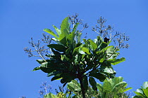 Cashew (Anacardium excelsum) leaves, Panama