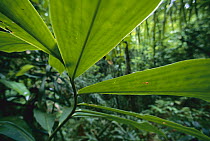 Spiral Ginger (Costus pulverulentus) leaves, Barro Colorado Island, Panama