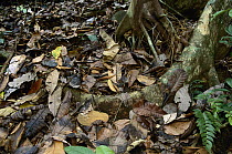 Forest floor at the end of dry season, Barro Colorado Island, Panama. Sequence 1 of 2
