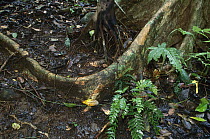 Forest floor at the end of rainy season, Barro Colorado Island, Panama. Sequence 2 of 2