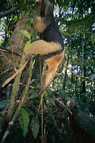 Northern Tamandua (Tamandua mexicana) climbing down tree, Barro Colorado Island, Panama