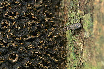Assassin Bug (Reduviidae) waiting by an arboreal termite nest for prey to appear, Barro Colorado Island, Panama