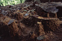 Small leaf particles protect the soil under them from erosion, creating tiny pyramids of protected soil, Barro Colorado Island, Panama