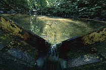 Weir dam built to measure the rate of water flow, Lutz Creek, Barro Colorado Island, Panama
