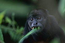 Mantled Howler Monkey (Alouatta palliata) eating leaves, Barro Colorado Island, Panama