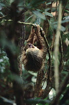 Hoffmann's Two-toed Sloth (Choloepus hoffmanni) climbing up vine, Barro Colorado Island, Panama