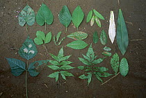 Leaves damaged by herbivores with undamaged counterparts, Barro Colorado Island, Panama
