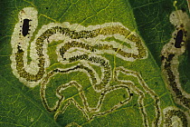 Leaf damaged by insect larva with a distinctive feeding pattern, Barro Colorado Island, Panama