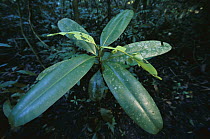 St. John's-wort (Calophyllum longifolium) sapling with herbivore damage due to its nutritious leaves, Barro Colorado Island, Panama
