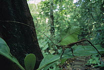 Katydid (Mimetica sp) mimicking leaf with small patches of fungus damage, Barro Colorado Island, Panama