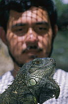 Green Iguana (Iguana iguana) female from farm held by biologist August Gonzales, Barro Colorado Island, Panama