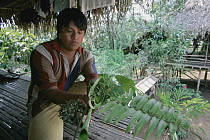 Embara Indian man with collected plants used for medical purposes, Chagres River, Barro Colorado Island, Panama
