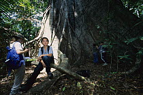 Silk Cotton Tree (Ceiba pentandra) with tourists, Barro Colorado Island, Panama