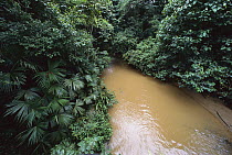 Sediment-loaded stream in deforested area, Barro Colorado Island, Panama