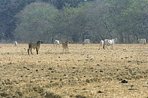 Domestic Cattle (Bos taurus) on low-quality pasture in deforested area, central Panama