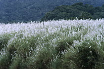 Fodder Cane (Saccharum spontaneum), invasive species occupies cleared land, central Panama