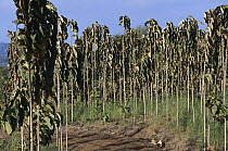 Teak (Tectona grandis) plantation, Panama