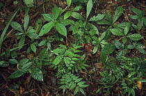 Seedlings on forest floor, Barro Colorado Island, Panama