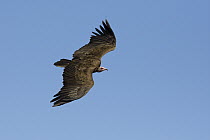 Hooded Vulture (Necrosyrtes monachus) flying, Okavango Delta, Botswana
