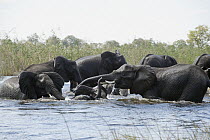 African Elephant (Loxodonta africana) herd crossing water with adult helping calves, Okavango Delta, Botswana