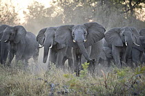 African Elephant (Loxodonta africana) upset herd gathering after smelling blood from wild dog kill, Okavango Delta, Botswana