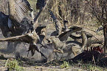 Side-striped Jackal (Canis adustus) attacking White-backed Vultures (Gyps africanus) at kill, Okavango Delta, Botswana