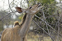Greater Kudu (Tragelaphus strepsiceros) female browsing, Okavango Delta, Botswana