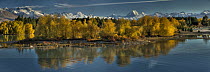 Willow (Salix sp) trees in fall colors with Lake Pukaki and Mount Cook, Mackenzie Country, South Canterbury, New Zealand