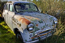 Abandoned car covered in lichen and rust, Canterbury, New Zealand