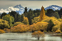 Willow (Salix sp) and Cottonwood (Populus sp) trees in fall colors with Lake Pukaki, Mount Cook, and Mount Tasman, Mackenzie Country, South Canterbury, New Zealand