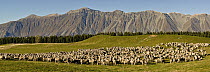 Domestic Sheep (Ovis aries) group in pasture, South Canterbury, New Zealand
