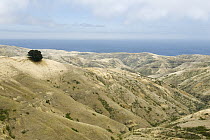 Island Oak (Quercus tomentella) on hillside, Santa Rosa Island, Channel Islands National Park, California